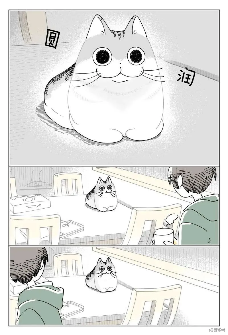 關於養貓我一直是新手,第246话,第1张