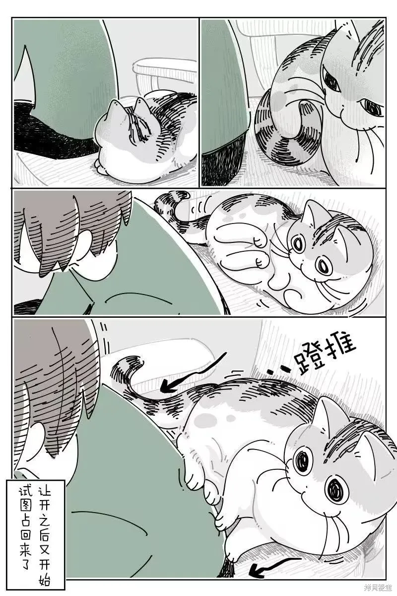關於養貓我一直是新手,第269话,第3张