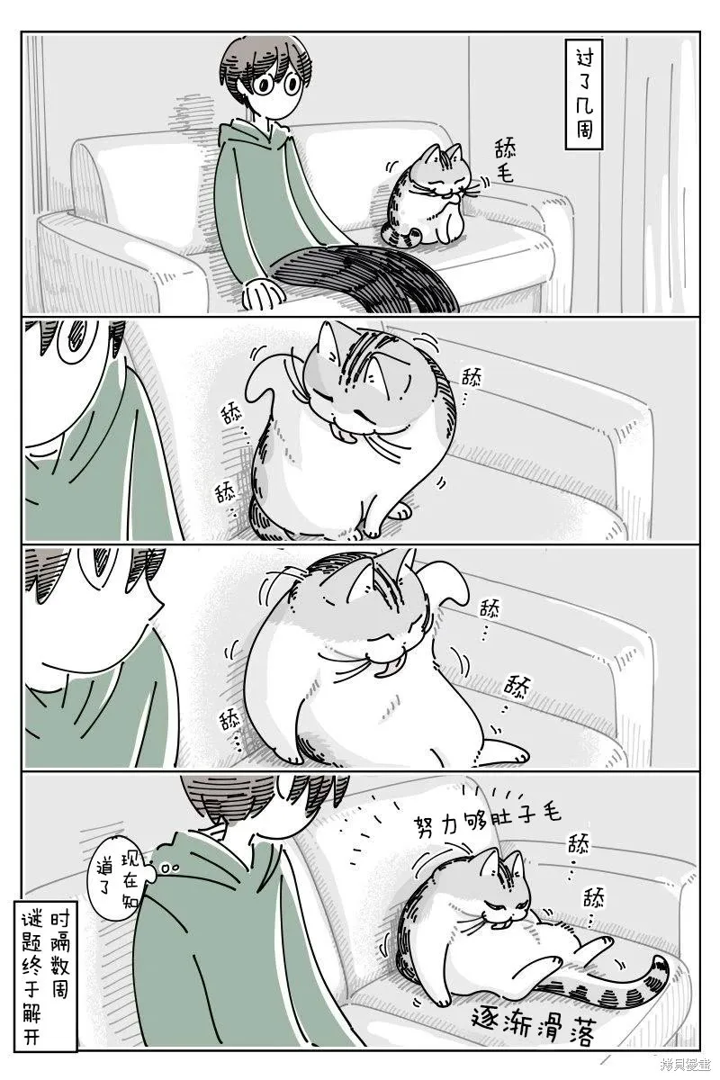 關於養貓我一直是新手,第243话,第3张